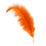 orange ostrich feather hat plume