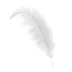 white ostrich feather hat plume