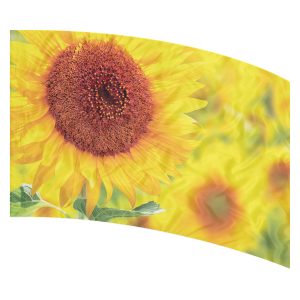 print on demand color guard flag with Bright sunflower in focus with a blurred field of sunflowers