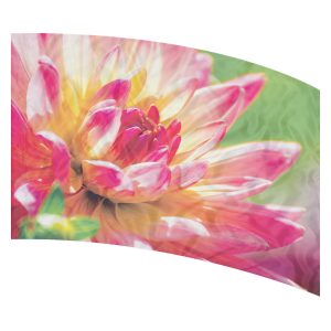 print on demand color guard flag with Bright pink chrysanthemum flower on a green background
